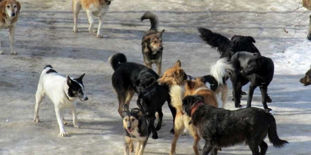 Бродячие собаки стали миллиардным бизнесом: Колясников объяснил почему в России до сих пор не решили эту проблему