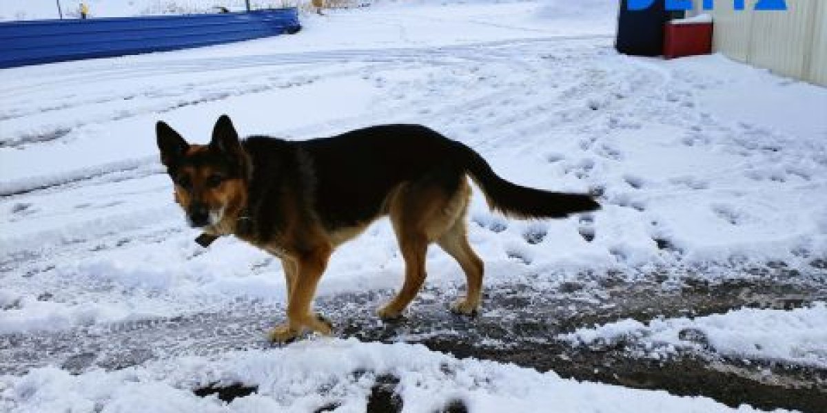 В Уссурийске расследуют стрельбу по собаке