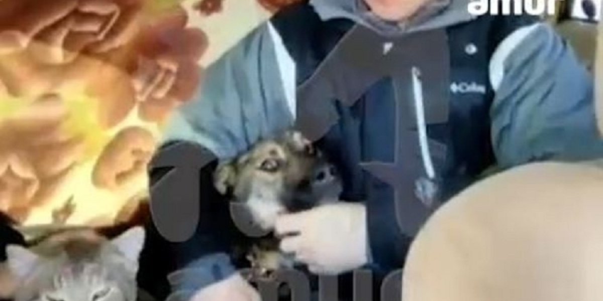 Отказывались спасаться поодиночке. В Хабаровске в заброшенной лесной избушке нашли истощенных кота и собаку