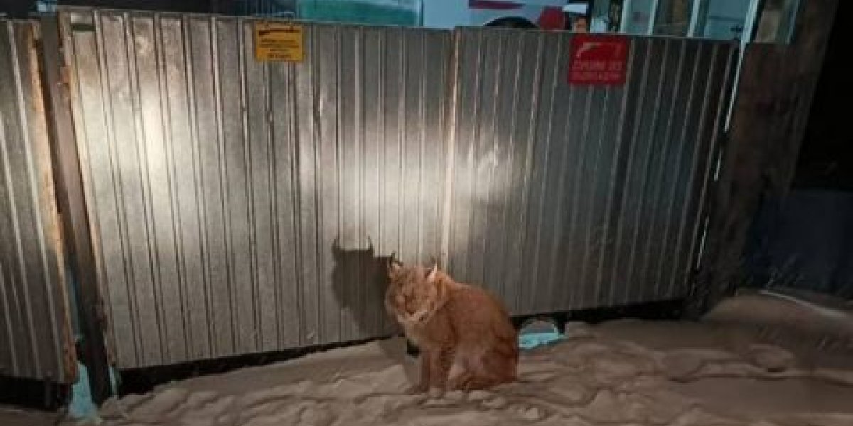 Приунывшую рысь спасли полицейские Приморья Приунывшую рысь спасли полицейские Приморья