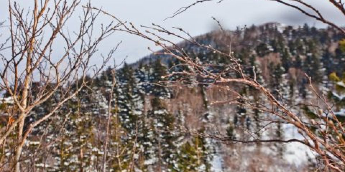 С разрешения Путина: в РФ могут дать добро на стройки в особых территориях