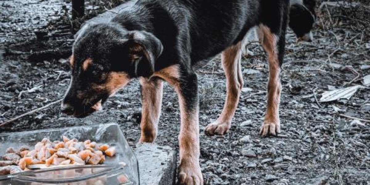 Уголовное дело по двум статьям возбуждено после нападения стаи собак на ребёнка во Владивостоке