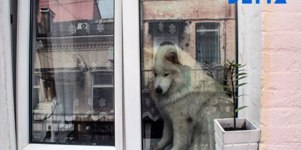 Полиция Приморья ищет живодёра, выбросившего щенка из окна общежития