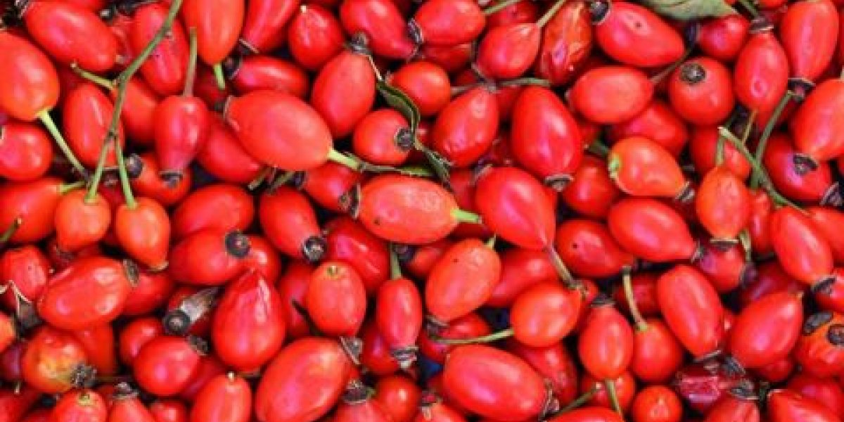 ГОСТ на шиповник появится в России