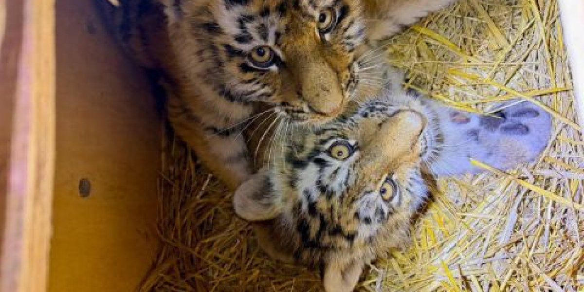 Отлов тигров продолжается в Приморском крае