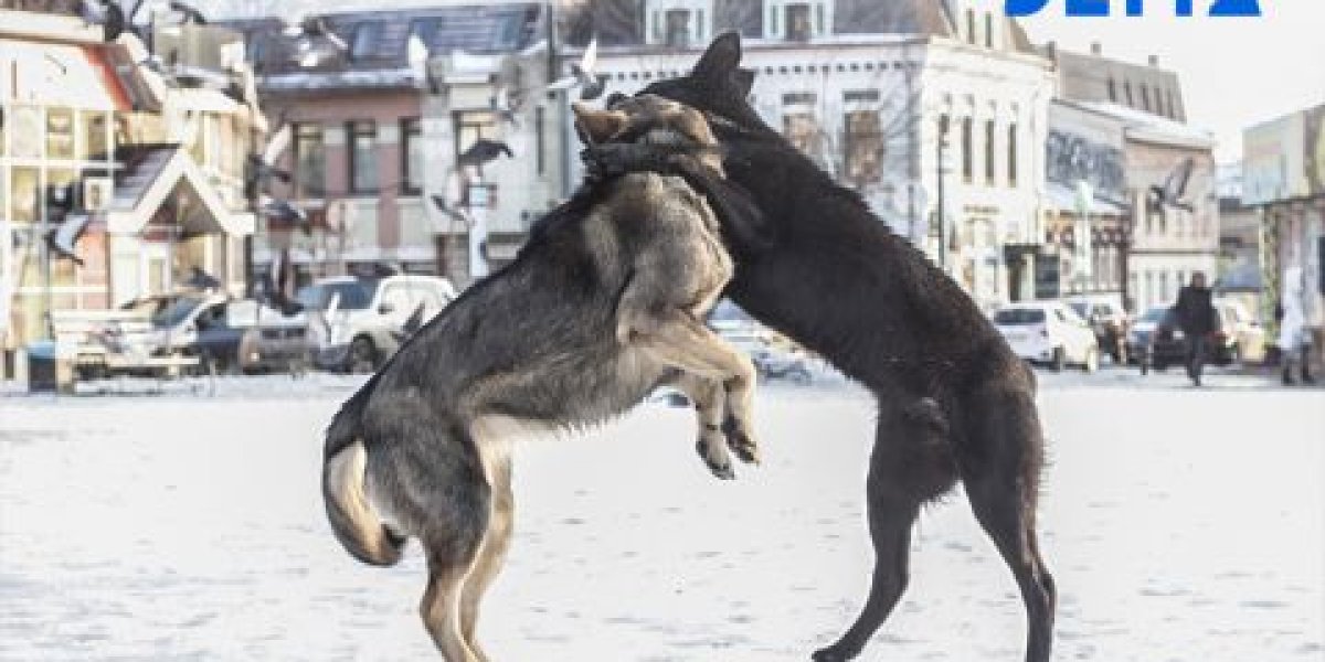 Стая собак напала на ребёнка во Владивостоке на придомовой парковке Стая собак напала на ребёнка во Владивостоке на придомовой парковке