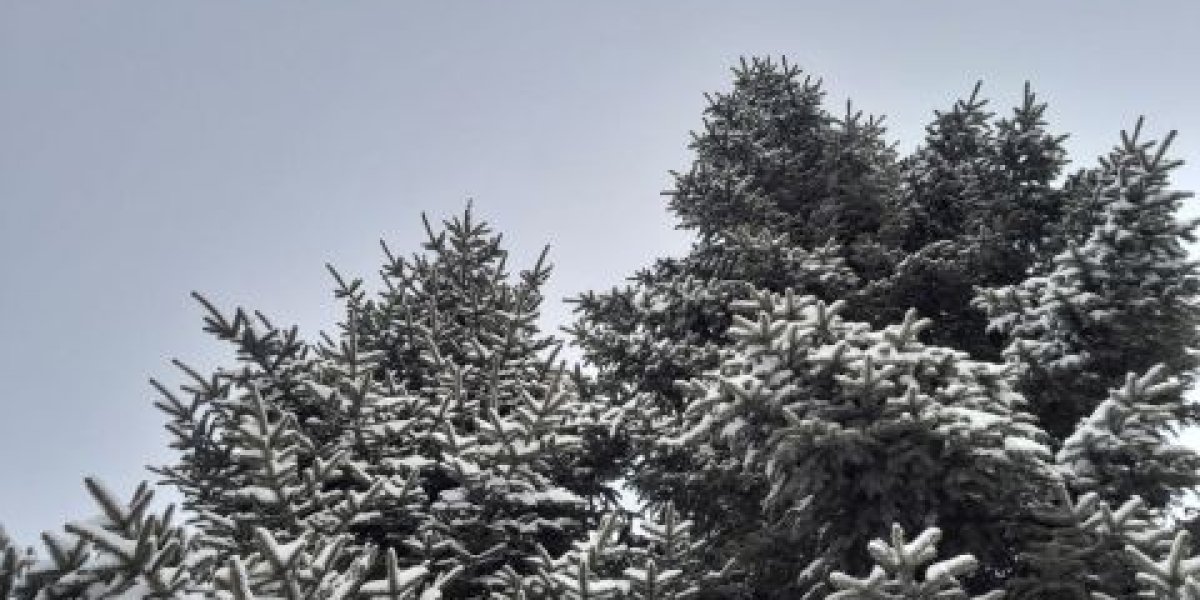 В Приморье в среду сохранится морозная погода с небольшим снегом