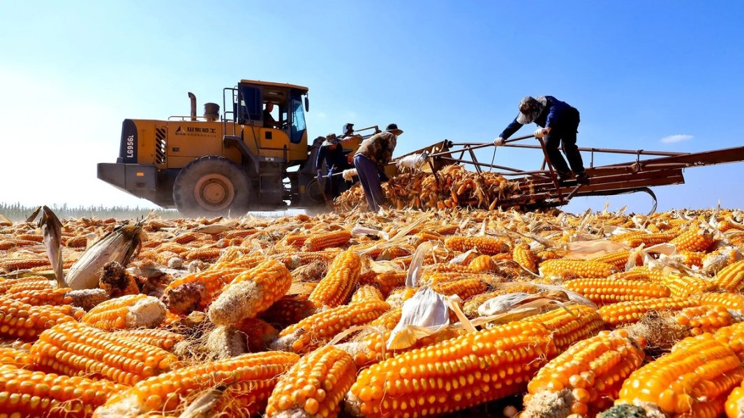 Чем занимается Минсельхоз, пока Россия превращается в сырьевой придаток китайско-казахстанского агрохолдинга Чем занимается Минсельхоз, пока Россия превращается в сырьевой придаток китайско-казахстанского агрохолдинга