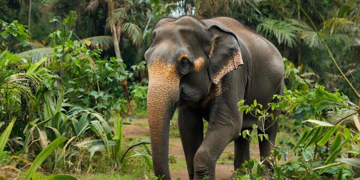 Слон напал на автобус с россиянами в Шри-Ланке: подробности инцидента