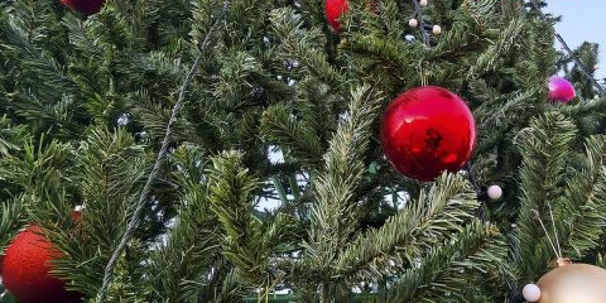 Куда девать новогоднюю елку: эксперты дали полезные советы по утилизации