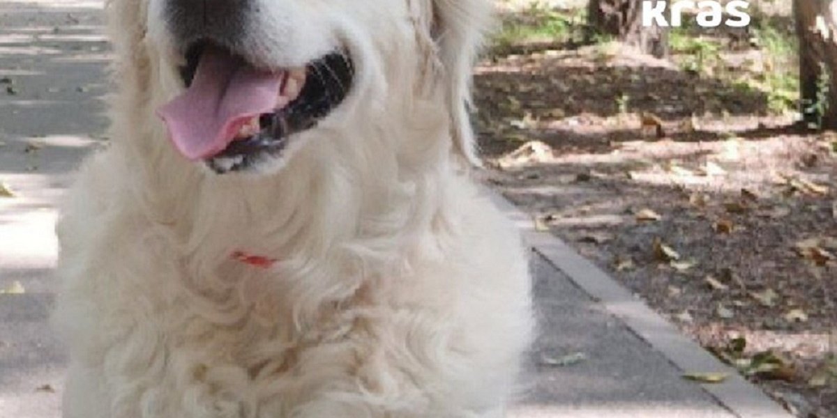 Спасла хозяйку, но сама погибла в дыму вместе с котом. В Ачинске собака разбудила девочку в горящей квартире