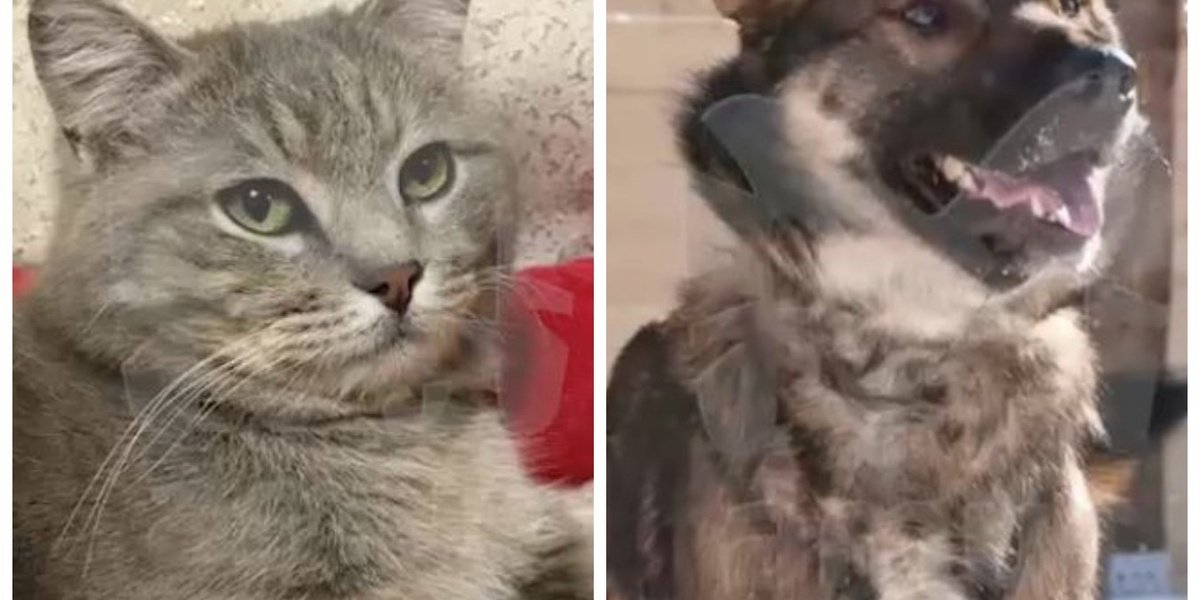 Отказывались спасаться поодиночке. В Хабаровске в заброшенной лесной избушке нашли истощенных кота и собаку