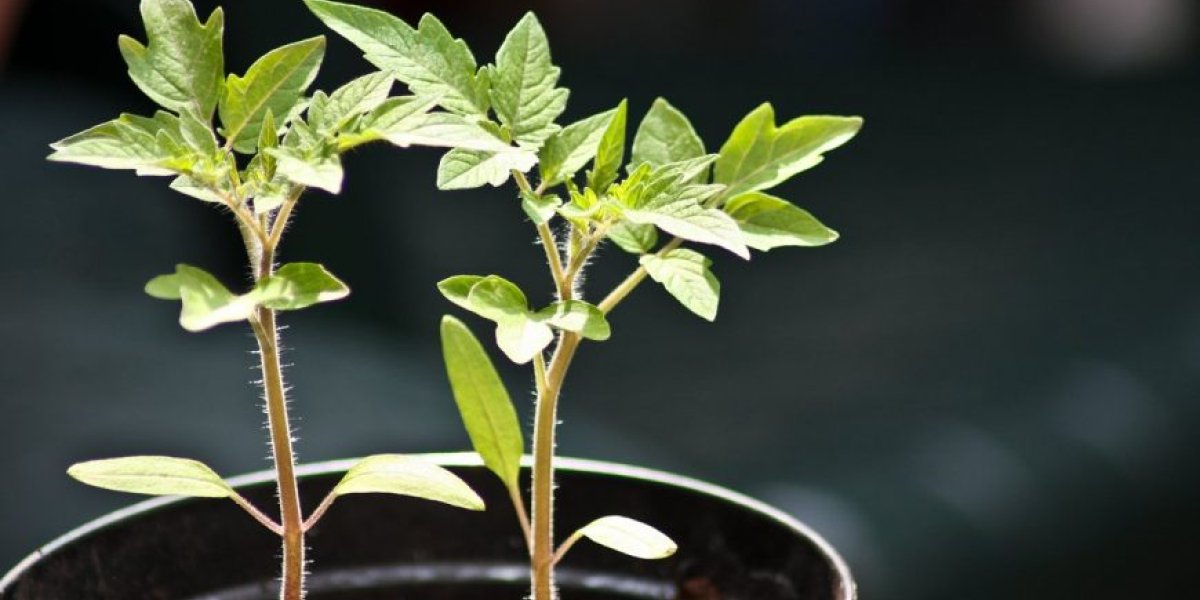 Что можно посадить на подоконнике уже сейчас: рассада, которой не нужен март Что можно посадить на подоконнике уже сейчас: рассада, которой не нужен март