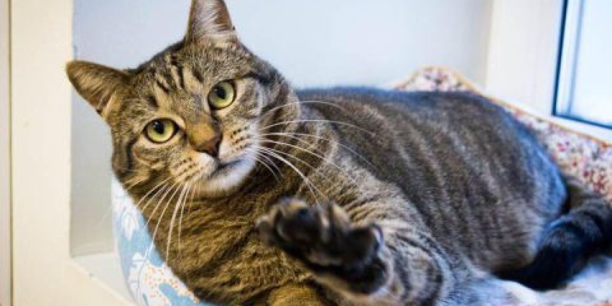 Животных хотят запретить сдавать в залог