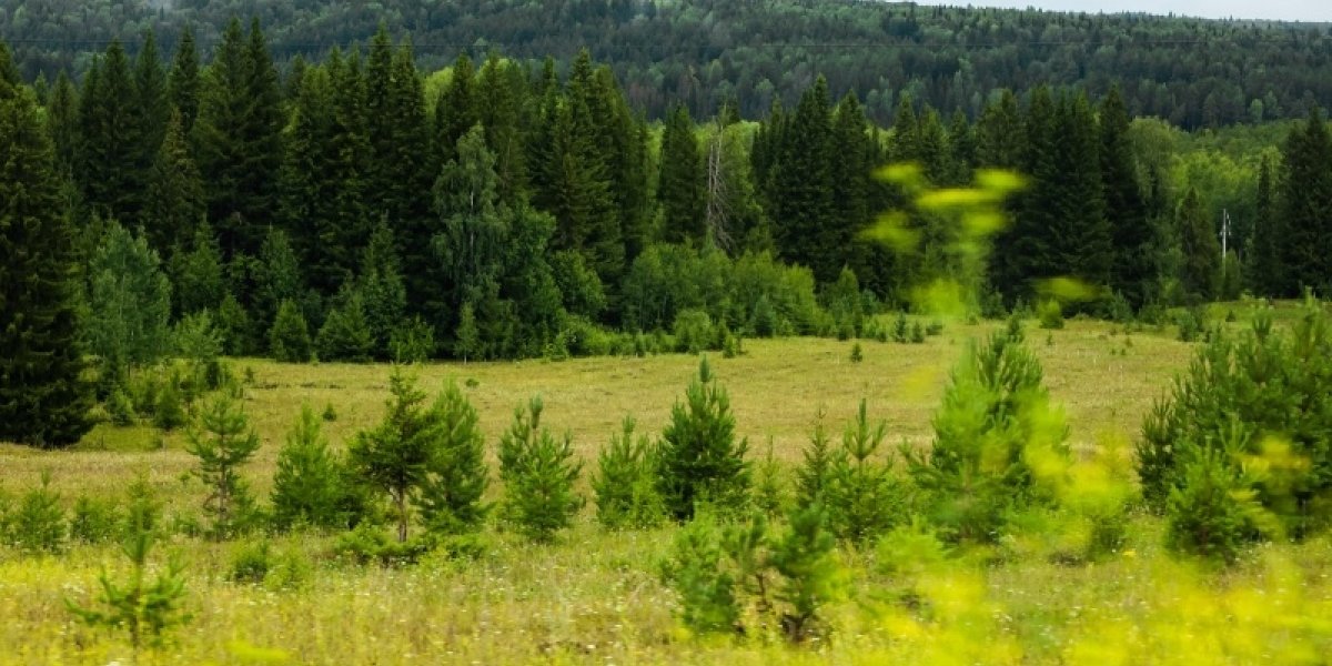 Стратегический разворот к биоэкономике: какие заделы есть у России для реализации нового нацпроекта