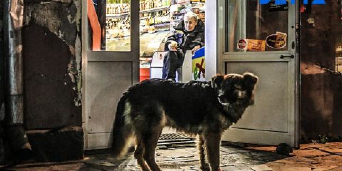 Только от жизни собачьей: история с Додобоней близка к хэппи-энду Только от жизни собачьей: история с Додобоней близка к хэппи-энду