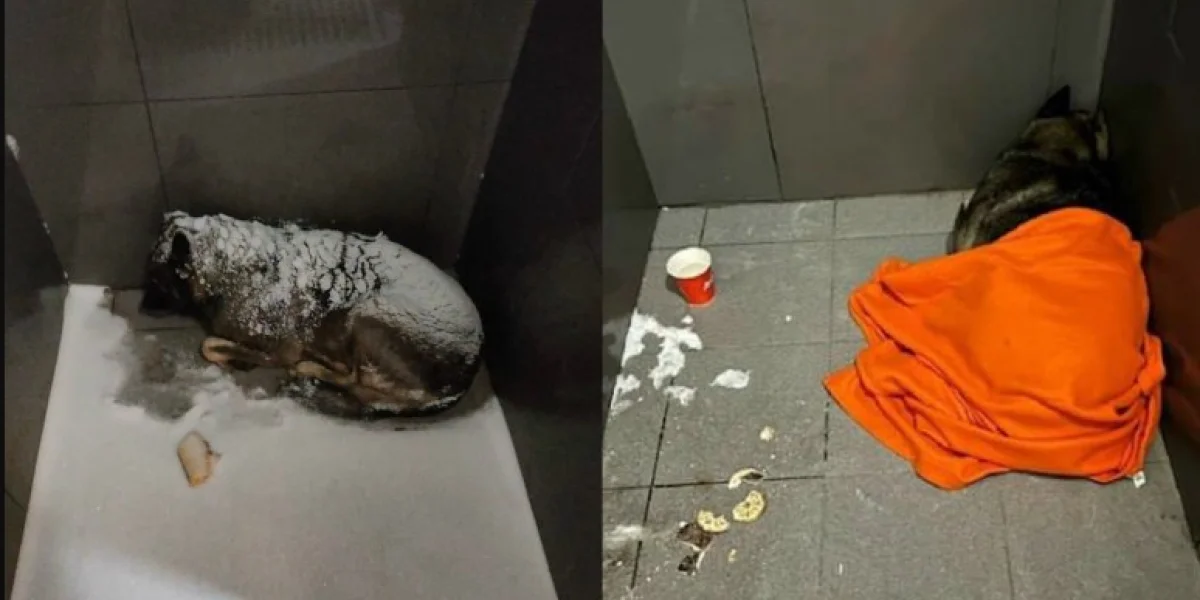 Россияне отменили «Додо Пиццу» за один день: Уроки челябинского скандала для российского бизнеса Россияне отменили «Додо Пиццу» за один день: Уроки челябинского скандала для российского бизнеса