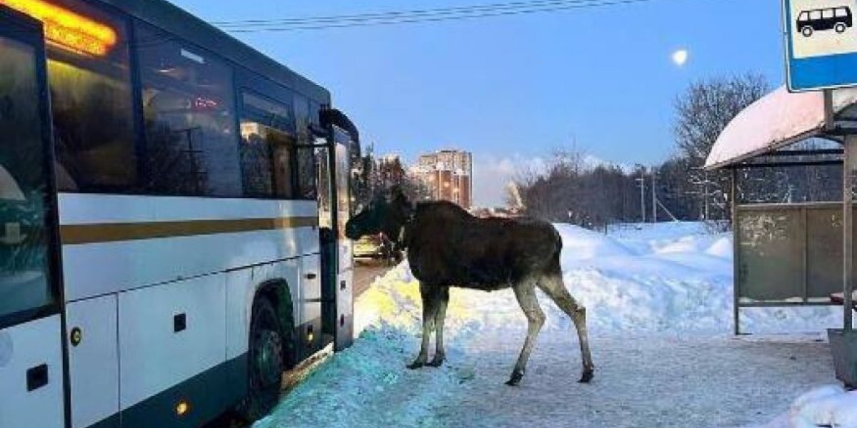 Лось ждёт автобус в Балашихе: лесные гости всё чаще появляются в Подмосковье из-за морозов