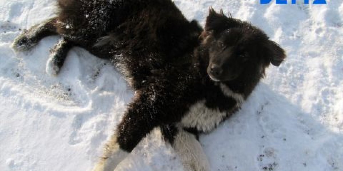 Бездомная собака напала на подростка возле школы в Приморье - прокуратура начала проверку Бездомная собака напала на подростка возле школы в Приморье - прокуратура начала проверку
