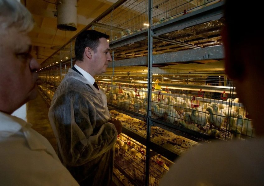 Россия увеличила импорт курятины из Китая, хотя свою девать некуда. Что происходит?