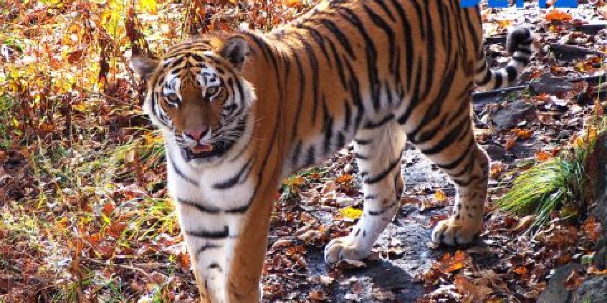 Тигр вернулся в приморское село, где уже отловили двух хищников