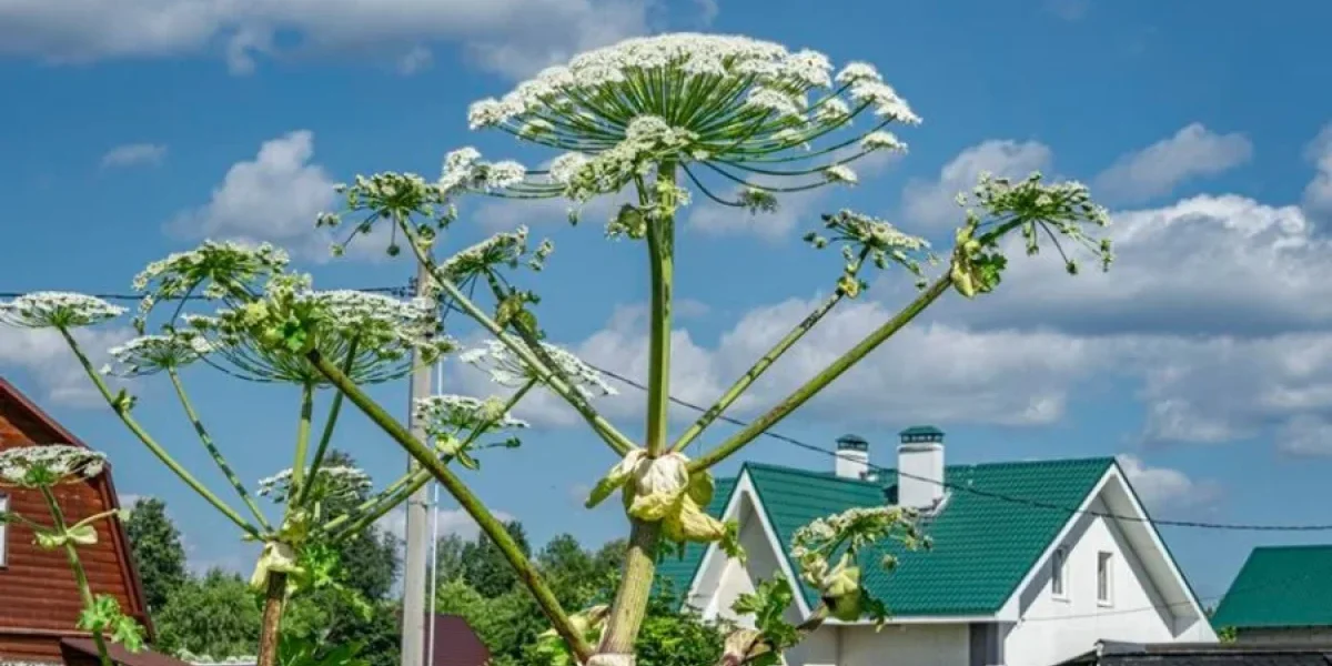 С 1 марта ужесточаются правила: новые штрафы для водителей, бизнеса и владельцев участков С 1 марта ужесточаются правила: новые штрафы для водителей, бизнеса и владельцев участков