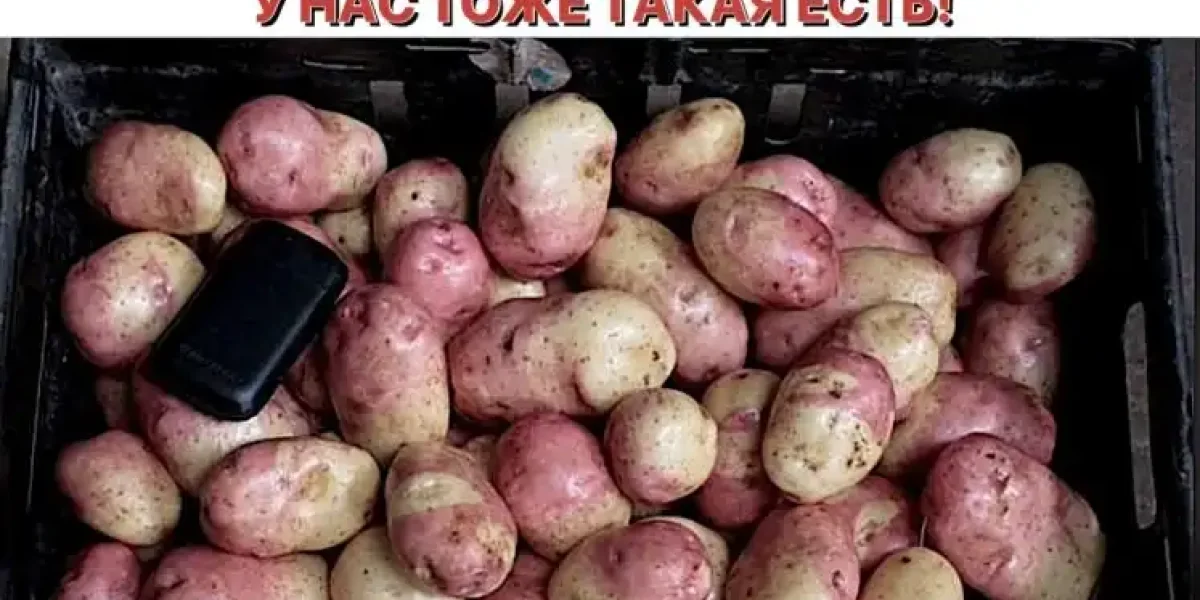 «У вас такой картошки нет» - Дама из Америки показывает "уникальную" картошку и насмехается над россиянами