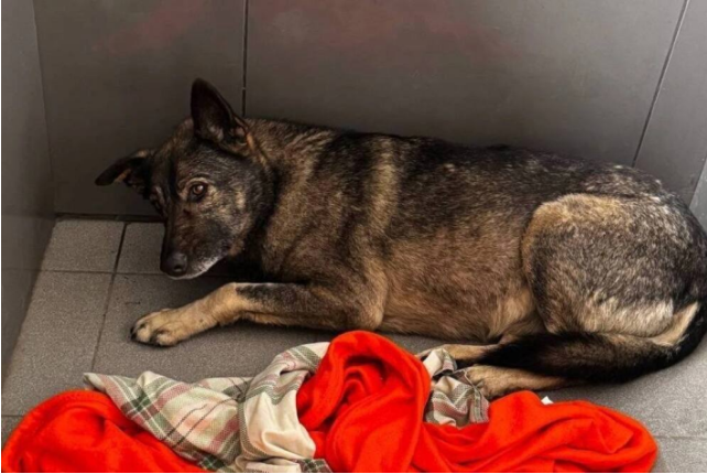 "Сначала выкинули на мороз собаку, потом человека": Скандал в пиццерии грянул на всю страну