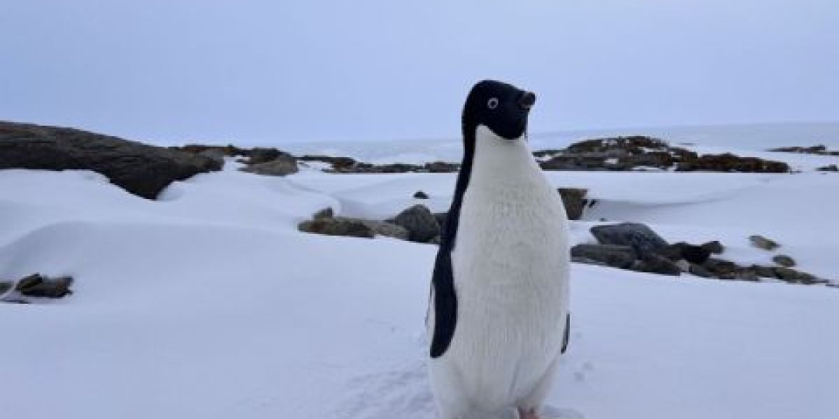 Антарктида на связи: базовая станция сотовой связи появилась в бухте Тала Антарктида на связи: базовая станция сотовой связи появилась в бухте Тала