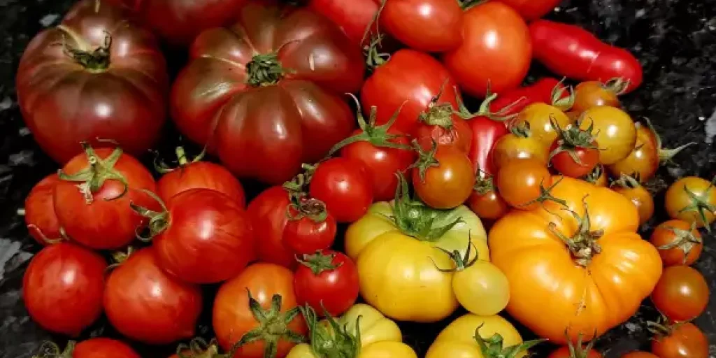 Семена овощей для любительского и профессионального выращивания: как вырастить хороший урожай