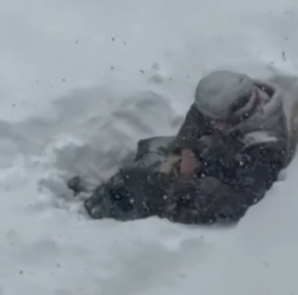 Бабушка в сугробе, выдра-снегоход и сожжение лабубы: хроника одной зимы Бабушка в сугробе, выдра-снегоход и сожжение лабубы: хроника одной зимы