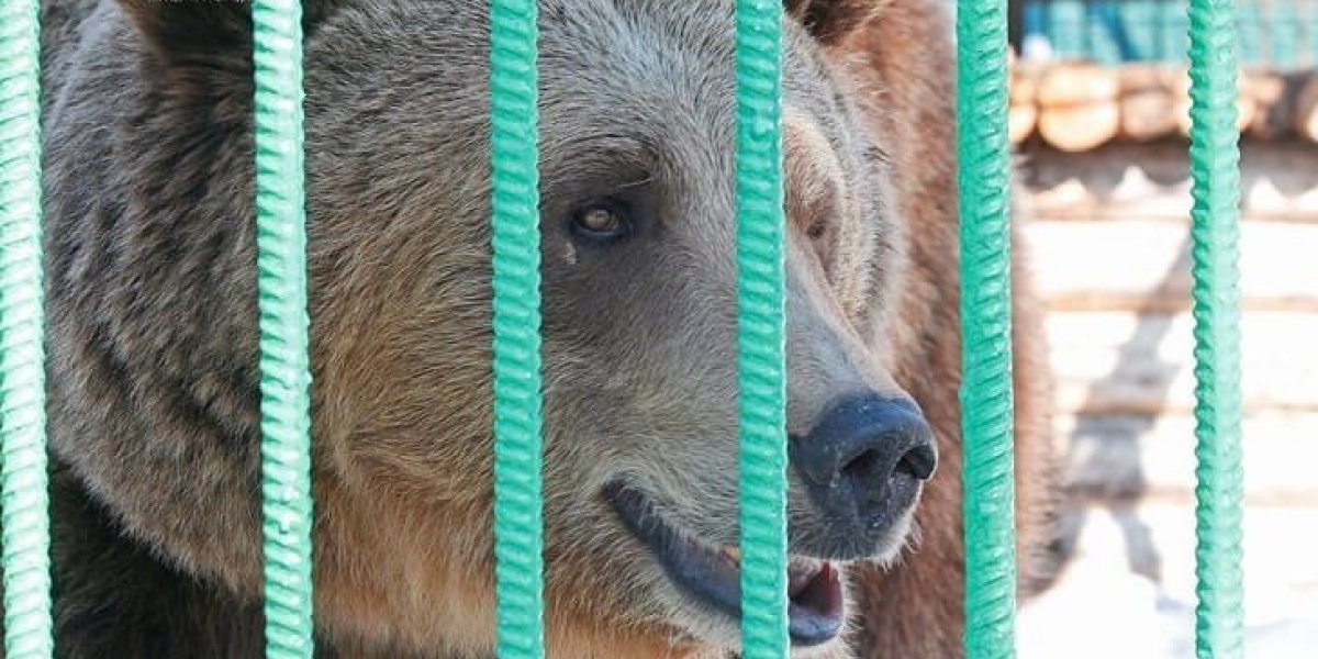 На сноубордиста в заповеднике Башкирии напал медведь