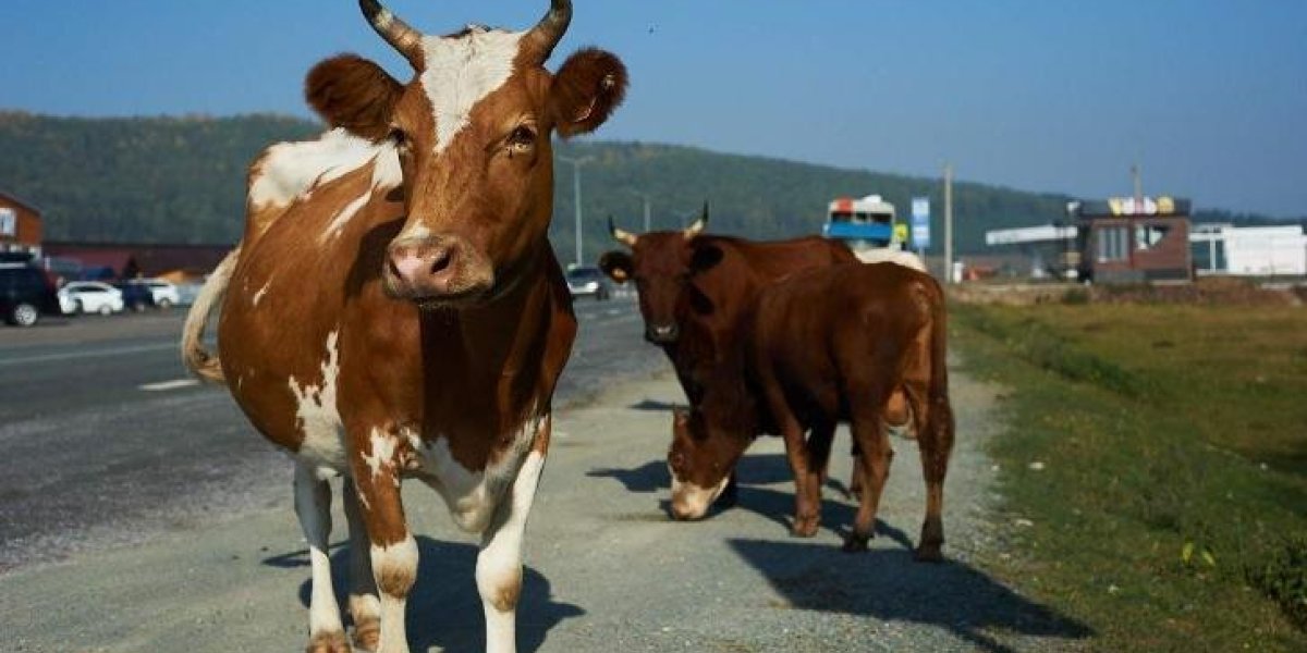 Российские фермеры вынуждены выливать молоко из-за дешевого импорта