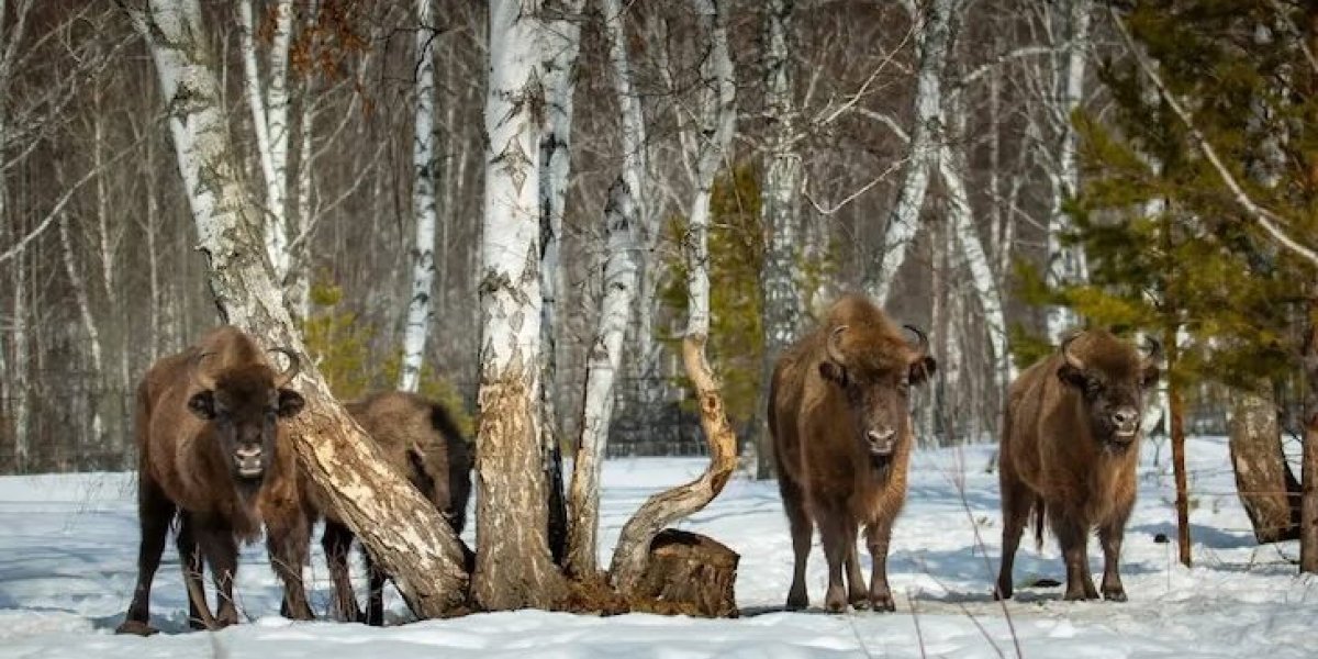 Башкирия получит 10,2 млн рублей на расширение популяции зубров