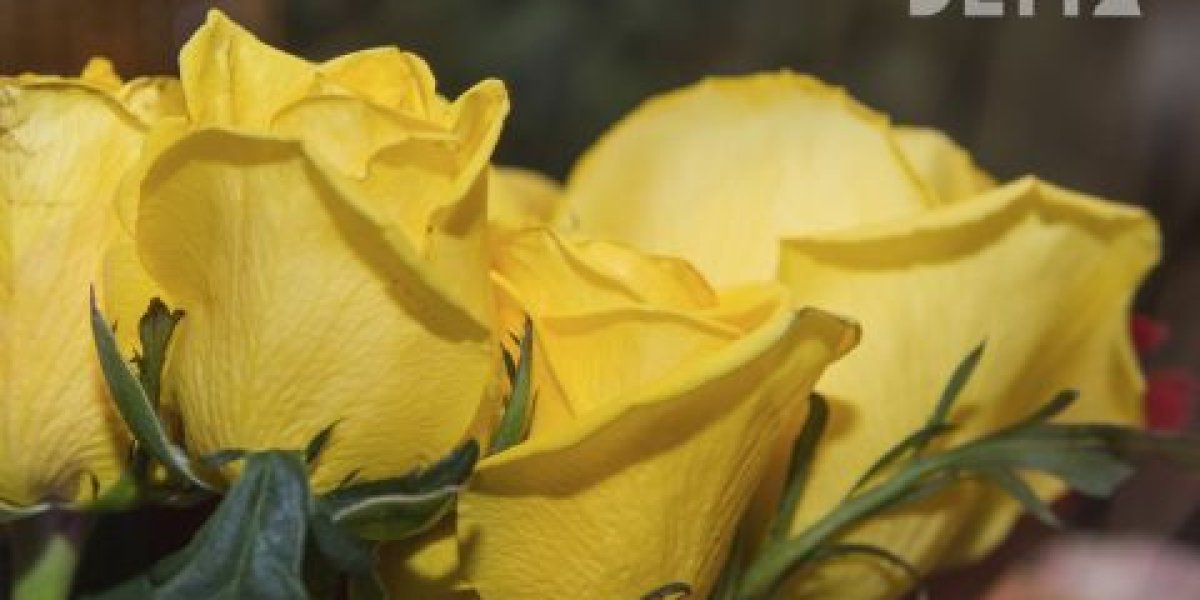 В администрации Владивостока напомнили о штрафах за нелегальную продажу тюльпанов