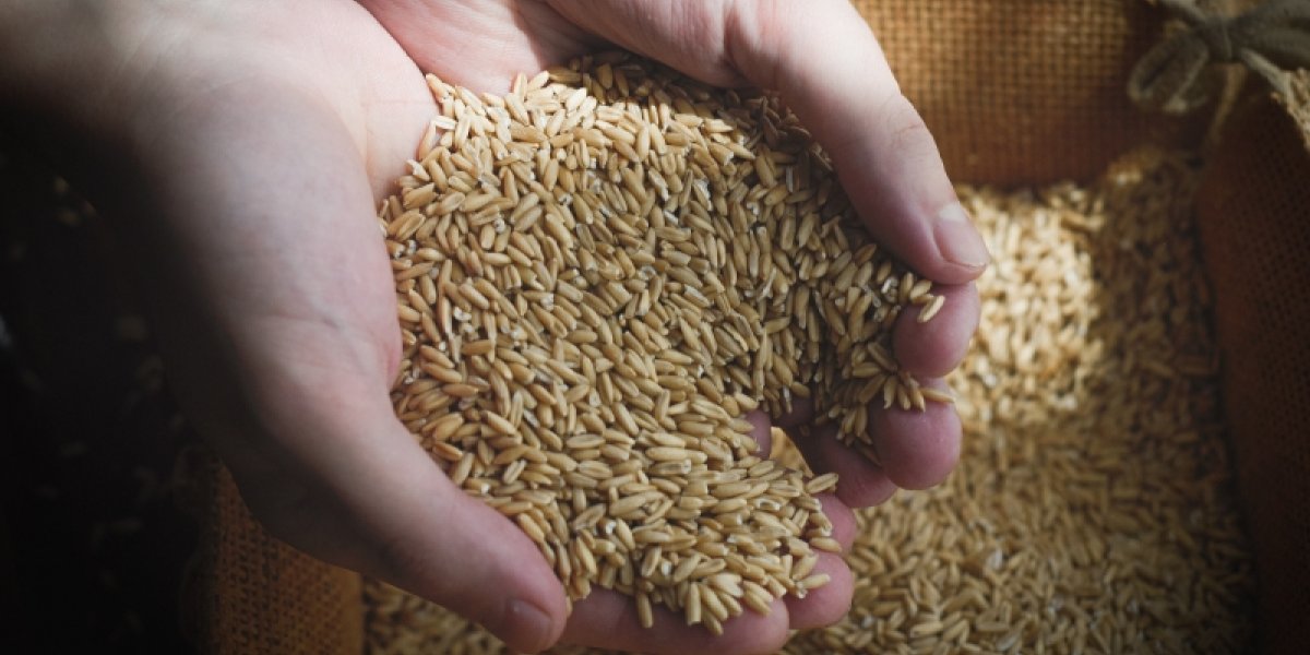 Россия на мировом рынке продовольствия