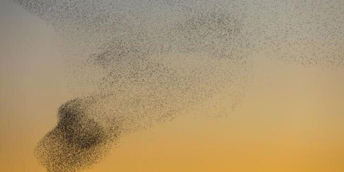 Такое я вижу впервые. Губернатор Белгородской области заснял необычное поведения птиц во время ракетной опасности