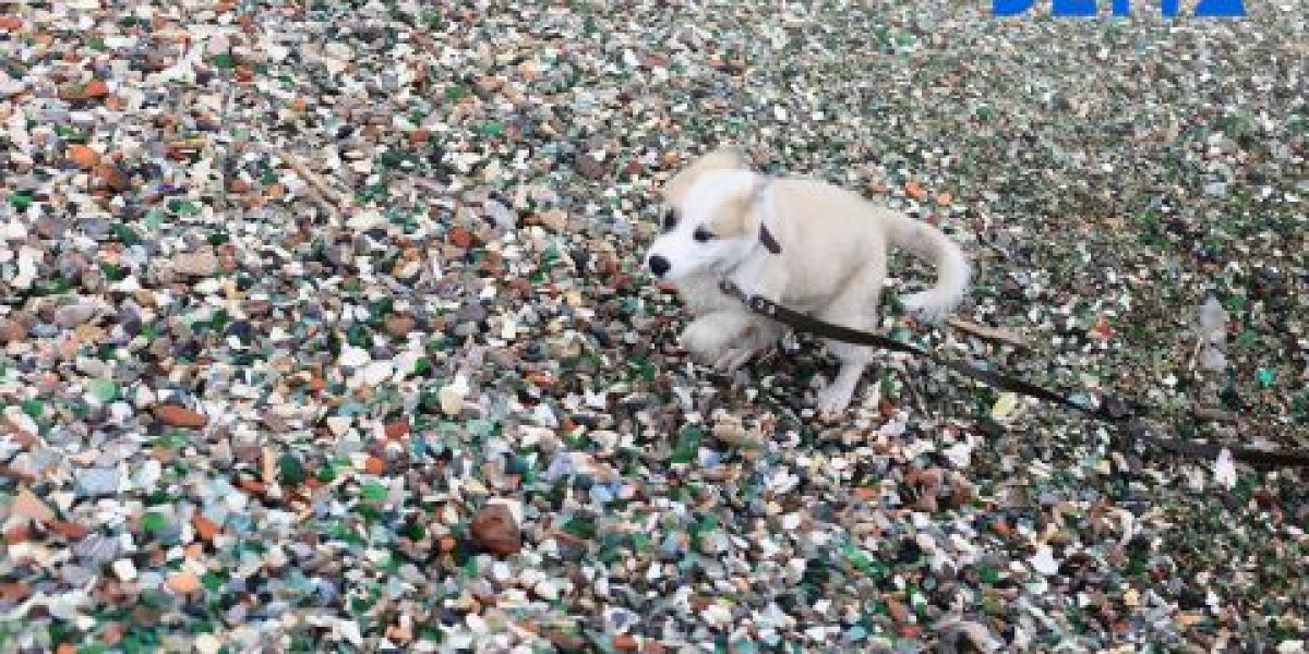Агрессивные доберманы напали на девушку с собачкой во Владивостоке - соцсети (ОБНОВЛЕНО В 16:18)