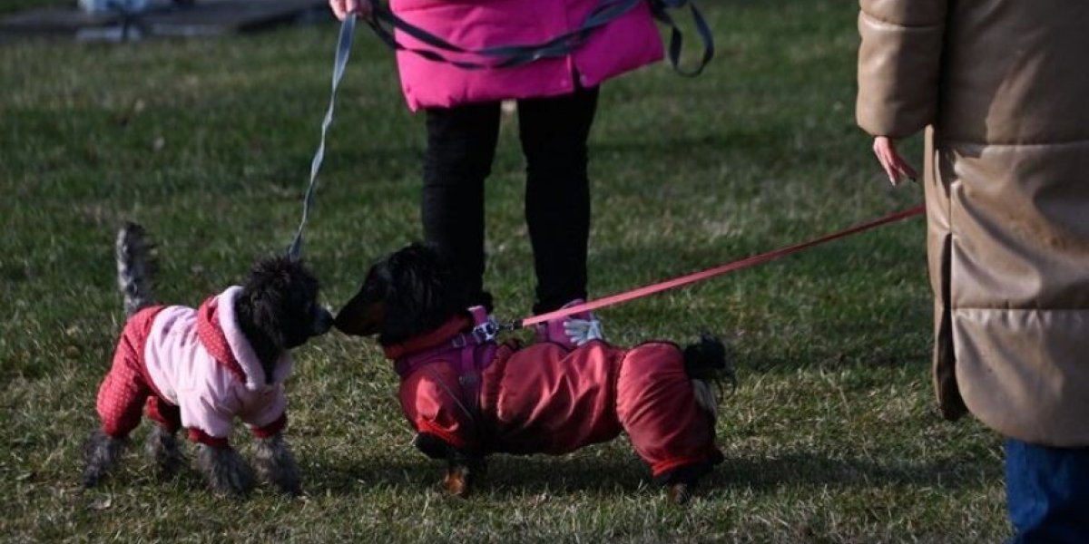 Правительство РФ одобрило конфискацию питомцев у жестоких владельцев: детали законопроекта