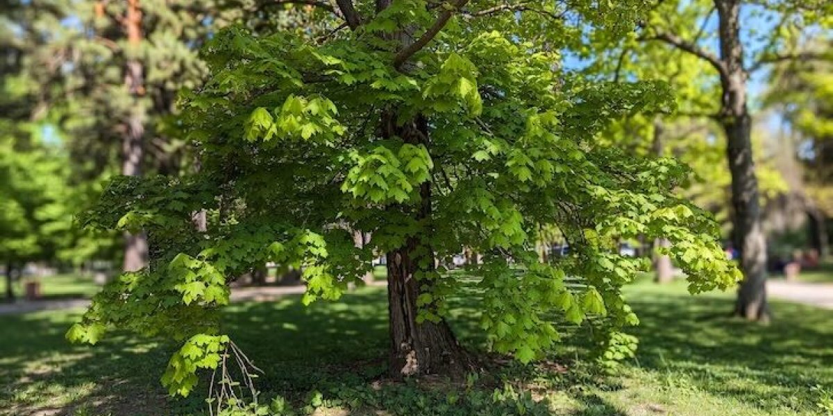 Дерево-вампир: высасывает жизнь из почвы и может разрушить участок — почему от него лучше избавиться