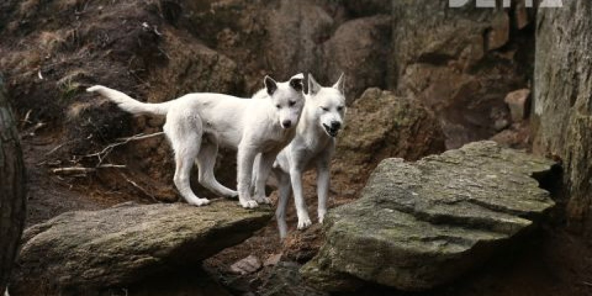 Уголовной ответственности для владельца агрессивных собак требует 71-й микрорайон Владивостока