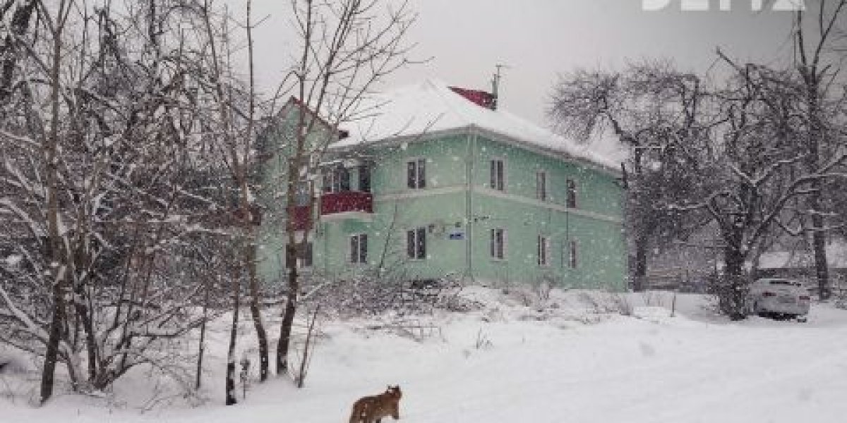 Очередного чиновника оштрафовали за неубранный снег в Приморье