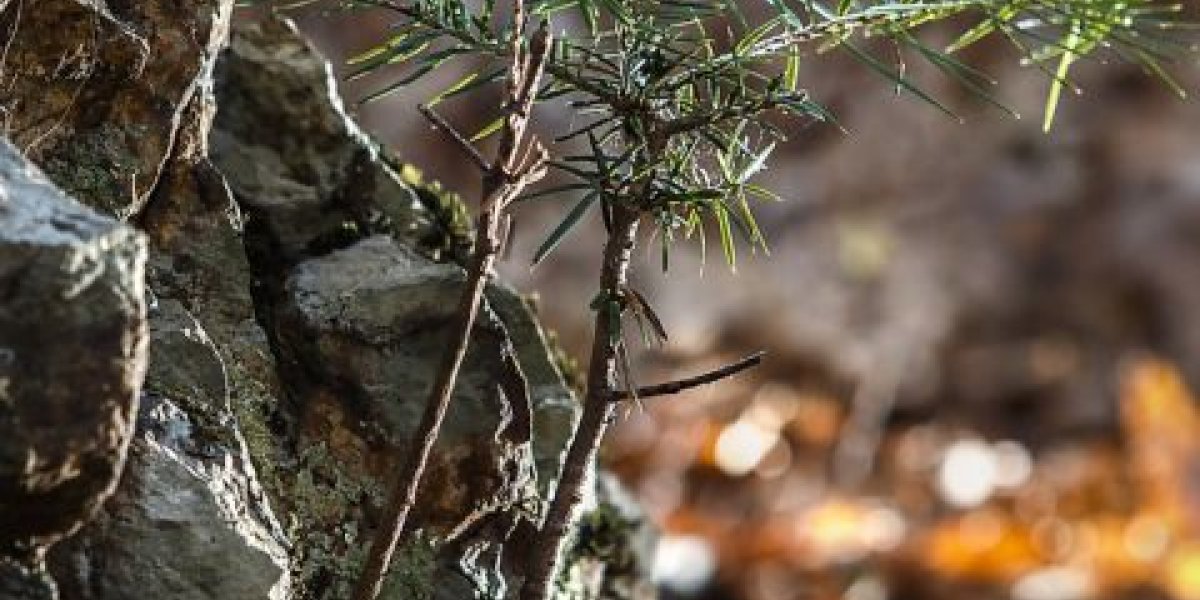 Попытка спрятать труп в лесу не удалась приморцу