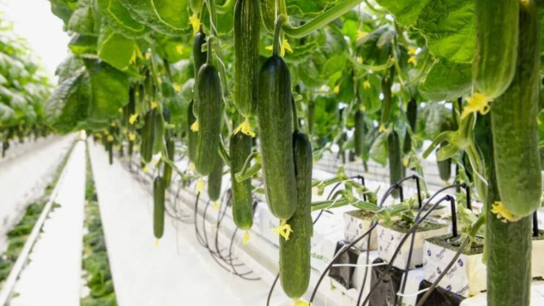 Золотой огурец: почему российский овощ стоит как мясо и кто на самом деле зарабатывает на зимнем урожае