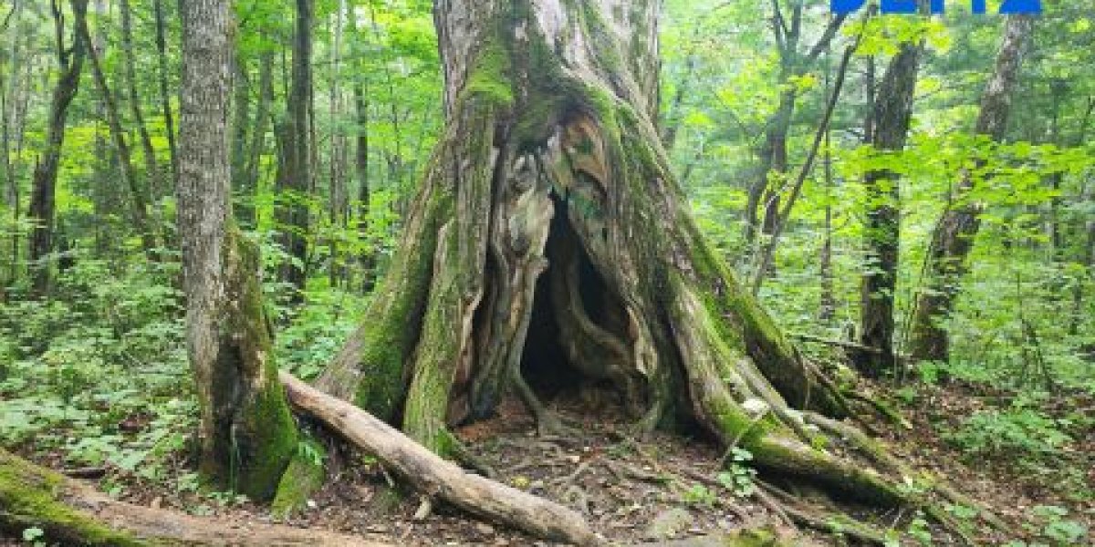 Резидентов ТОР обяжут восстанавливать вырубленные леса в течение трех лет