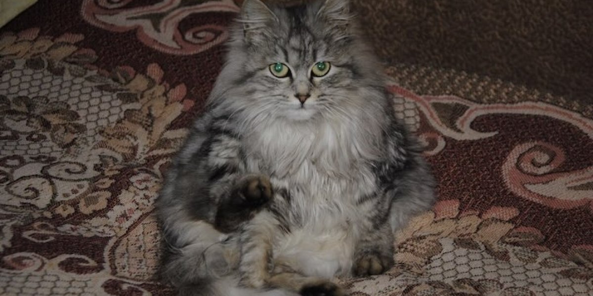 Почему кошки смотрят в пустоту &ndash; что они там видят