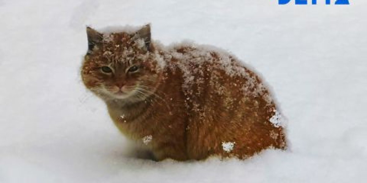 Морозная и ветреная погода ожидается в Приморье в пятницу