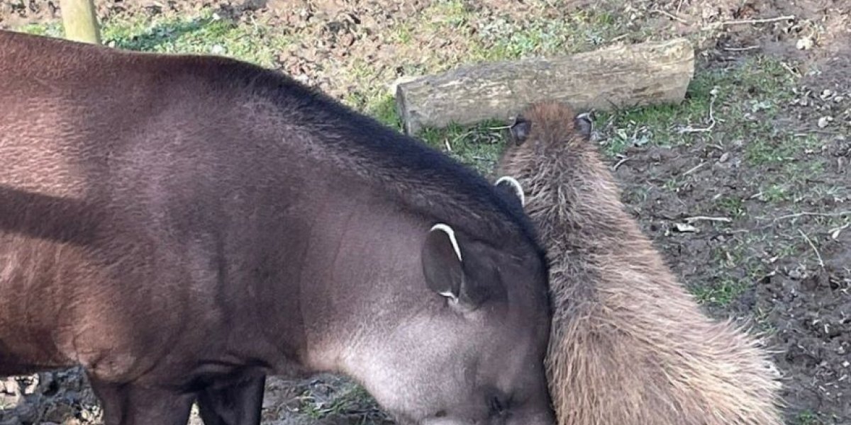 В зоопарке Ньюквей усыпили неразлучных капибару и тапира из-за проблем со здоровьем