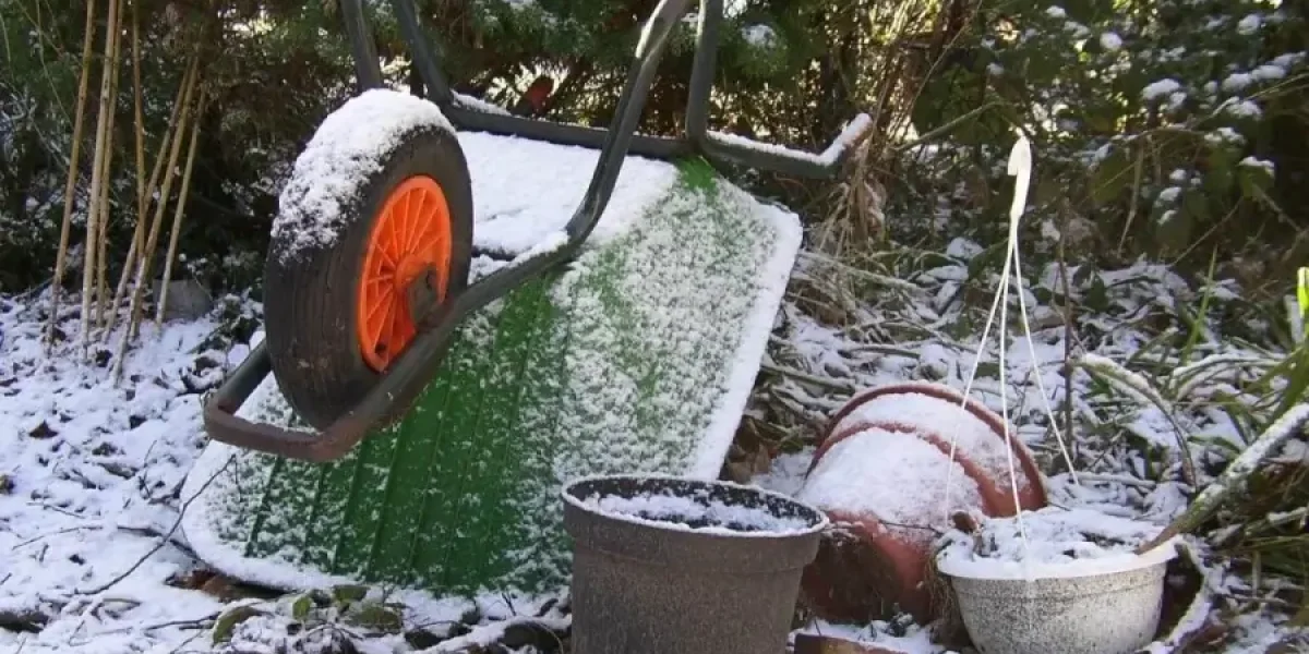 Зима проверяет сад на прочность: эксперт назвал главные ошибки дачников и способы спасти растения от морозов