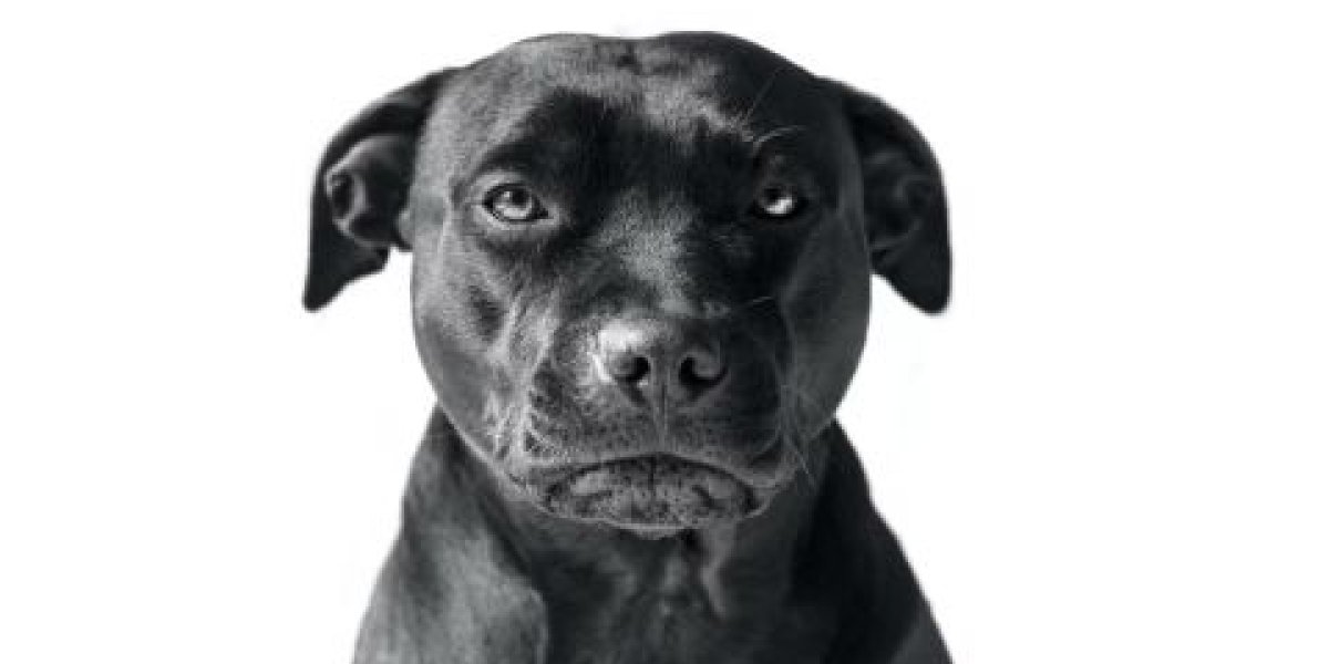 Хозяйка злобных доберманов продолжает кошмарить микрорайон и после вмешательства полиции Владивостока